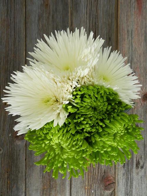 ANASTASIA- 80 WHITE & 80 GREEN  MIXED DISBUDS/MUMS